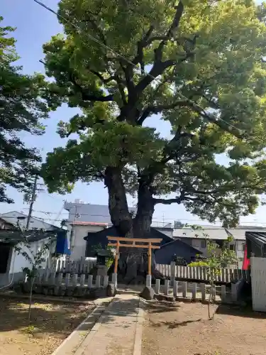 渋川神社の{uncategorized: "未分類", other: "その他", undefined: "問題あり", building: "その他建物", grave: "お墓", sacred_gate: "鳥居", guardian: "狛犬", statue: "像", buddha: "仏像", history: "歴史", nature: "自然", garden: "庭園", animal: "動物", pagoda: "塔", temizu: "手水舎", mountain_gate: "山門・神門", sanctuary: "本殿・本堂", subordinate: "末社・摂社", art: "芸術", scenery: "景色", jizo: "地蔵", ema: "絵馬", goshuin: "御朱印", omikuji: "おみくじ", items: "授与品その他", amulet: "お守り", goshuincho: "御朱印帳", eats: "食事", festival: "お祭り", votive_dance: "神楽", shichigosan: "七五三参", wedding: "結婚式", experience: "体験その他", initially: "初詣", around: "周辺", anti_infection: "感染症対策"}