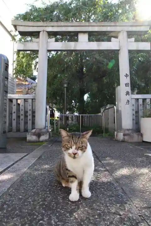 荻窪白山神社の動物