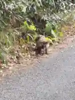 村屋坐弥冨都比売神社の動物