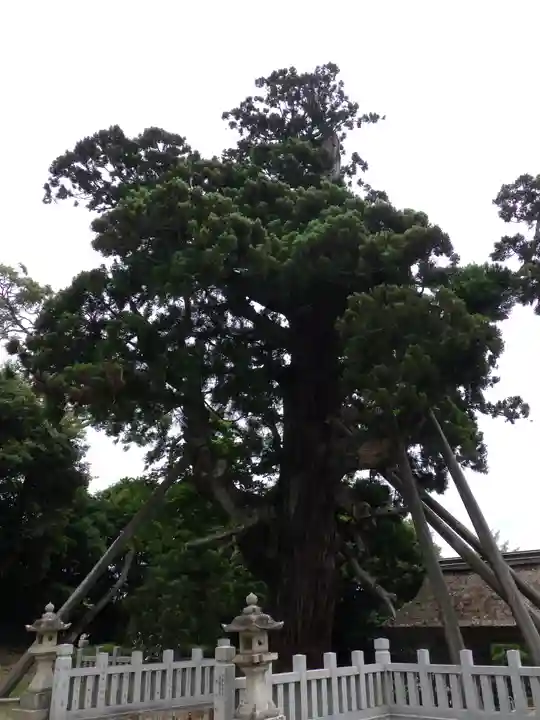 玉若酢命神社の自然