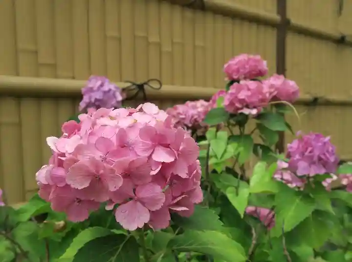 大松禅寺の庭園
