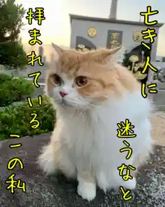 西教寺(下松駅徒歩5分)の動物(2022年08月03日(水) 20時03分20秒投稿)