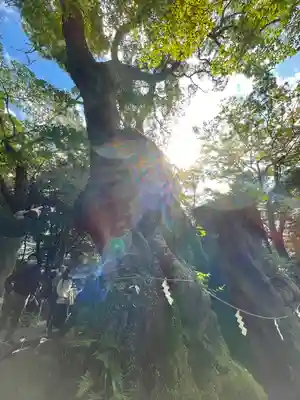 來宮神社(静岡県)