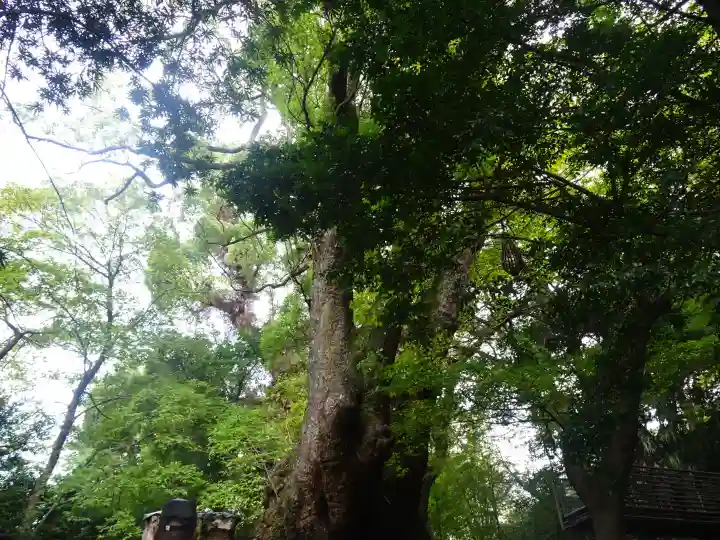 來宮神社(静岡県)