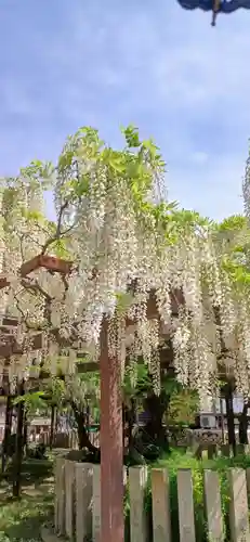 葛井寺(大阪府)