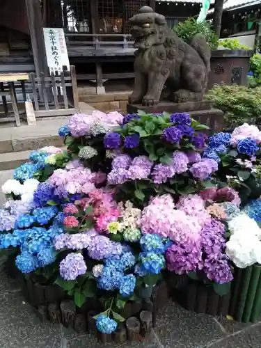 白山神社の狛犬