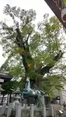 長岡神社の狛犬