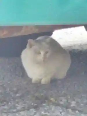 今戸神社(東京都)