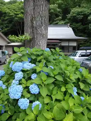 壽徳寺 じゅとくじの自然