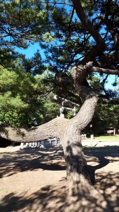 岩内神社の自然