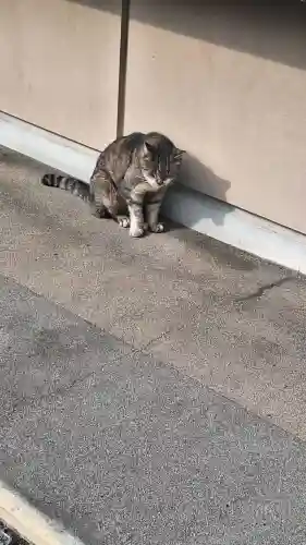 白金氷川神社の{uncategorized: "未分類", other: "その他", undefined: "問題あり", building: "その他建物", grave: "お墓", sacred_gate: "鳥居", guardian: "狛犬", statue: "像", buddha: "仏像", history: "歴史", nature: "自然", garden: "庭園", animal: "動物", pagoda: "塔", temizu: "手水舎", mountain_gate: "山門・神門", sanctuary: "本殿・本堂", subordinate: "末社・摂社", art: "芸術", scenery: "景色", jizo: "地蔵", ema: "絵馬", goshuin: "御朱印", omikuji: "おみくじ", items: "授与品その他", amulet: "お守り", goshuincho: "御朱印帳", eats: "食事", festival: "お祭り", votive_dance: "神楽", shichigosan: "七五三参", wedding: "結婚式", experience: "体験その他", initially: "初詣", around: "周辺", anti_infection: "感染症対策"}