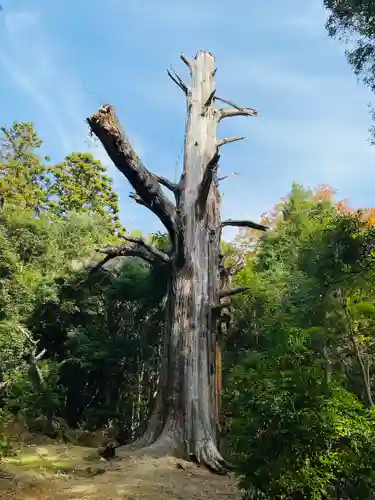 春日大社(奈良県)