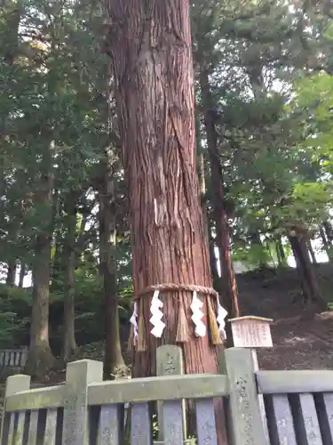 諏訪大社下社春宮の自然