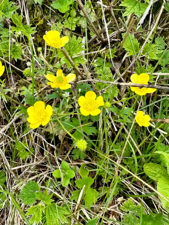 伊吹山(霊峰)の自然