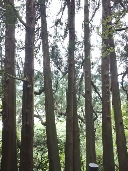 天岩戸神社の自然