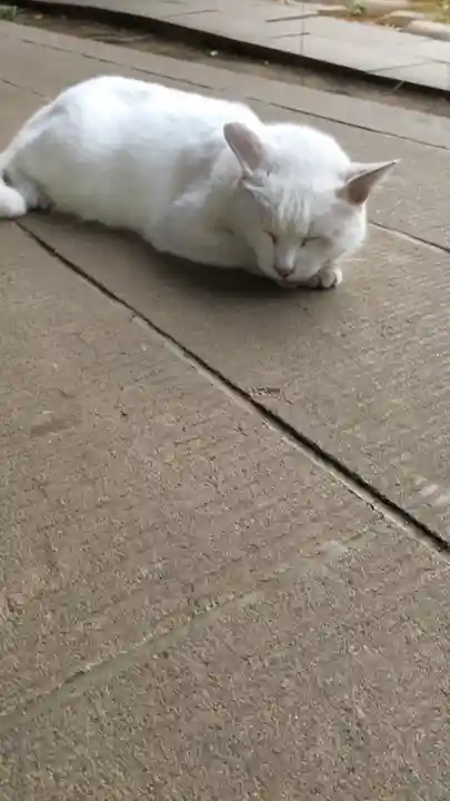 愛宕神社の動物