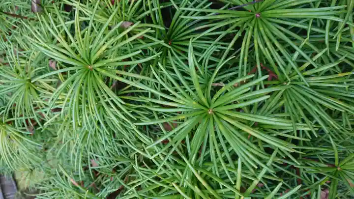 高野山金剛峯寺奥の院の自然