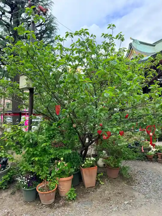今戸神社の{uncategorized: "未分類", other: "その他", undefined: "問題あり", building: "その他建物", grave: "お墓", sacred_gate: "鳥居", guardian: "狛犬", statue: "像", buddha: "仏像", history: "歴史", nature: "自然", garden: "庭園", animal: "動物", pagoda: "塔", temizu: "手水舎", mountain_gate: "山門・神門", sanctuary: "本殿・本堂", subordinate: "末社・摂社", art: "芸術", scenery: "景色", jizo: "地蔵", ema: "絵馬", goshuin: "御朱印", omikuji: "おみくじ", items: "授与品その他", amulet: "お守り", goshuincho: "御朱印帳", eats: "食事", festival: "お祭り", votive_dance: "神楽", shichigosan: "七五三参", wedding: "結婚式", experience: "体験その他", initially: "初詣", around: "周辺", anti_infection: "感染症対策"}