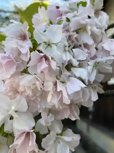 平野神社の自然