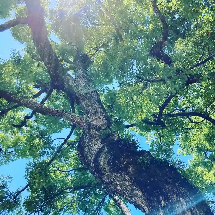 石切劔箭神社(大阪府)