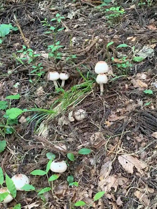 沼御前神社の自然