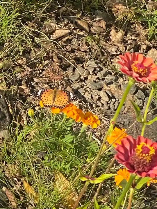 国宝 大法寺の動物