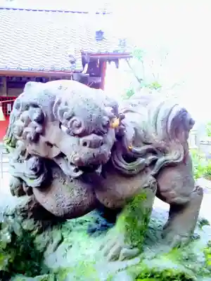 今井神社の狛犬