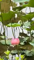 野津田薬師堂(福王寺)(東京都)