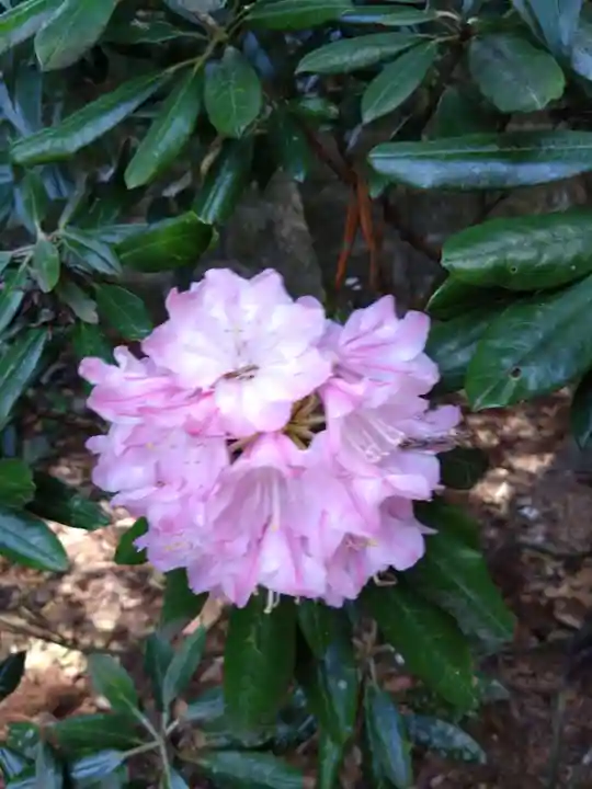 城原八幡社(大分県)