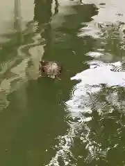 豊川閣　妙厳寺の動物