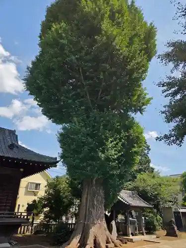諏訪神社(東京都)