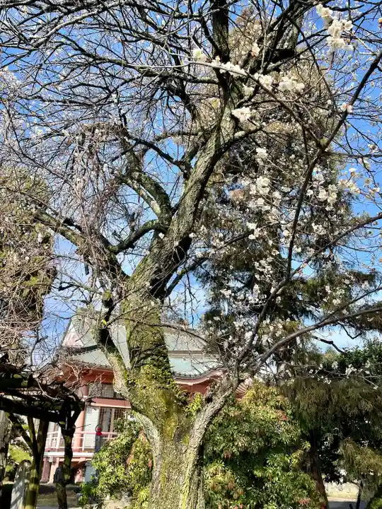 台林寺(栃木県)