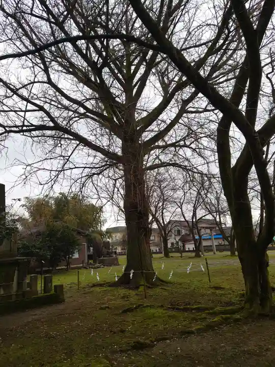 守りの神 藤基神社の自然