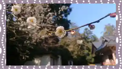 千代ケ岡八幡宮(栃木県)