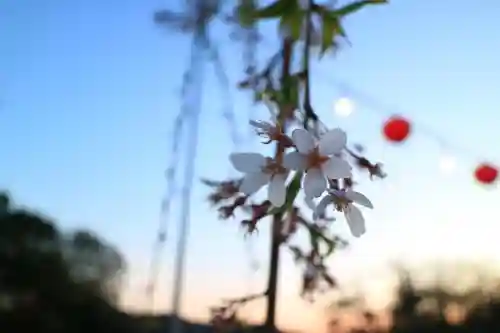 櫻岡大神宮の自然