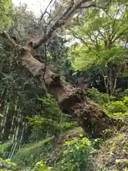 白山神社の自然