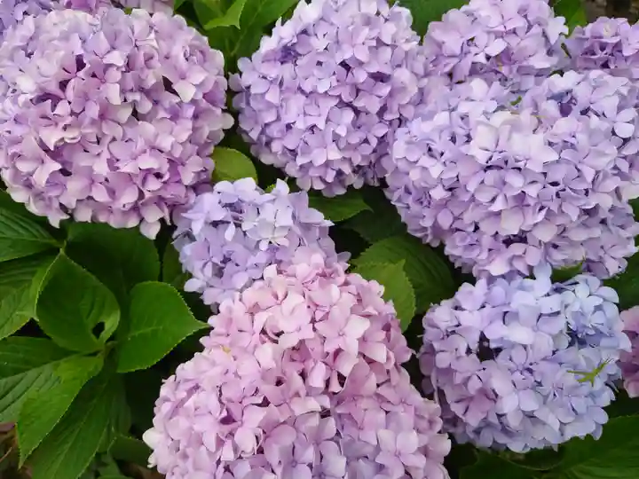 神明社(千葉県)