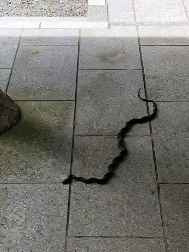 日奈久阿蘇神社(熊本県)