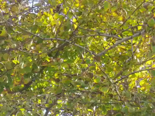 荏柄天神社の自然