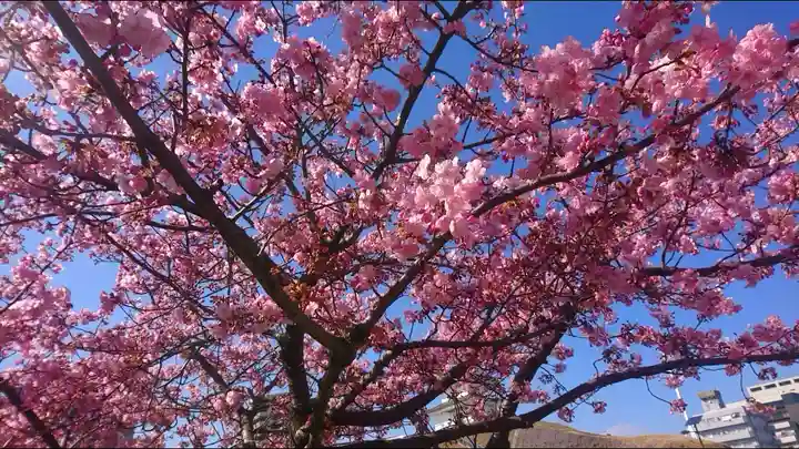 宇都宮二荒山神社の自然
