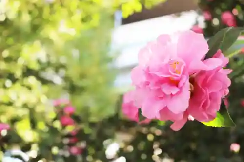 くまくま神社(導きの社 熊野町熊野神社)の自然