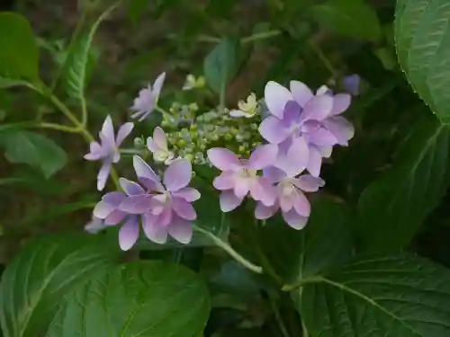 最乗寺（道了尊）の自然