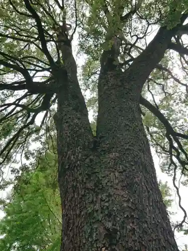 冠稲荷神社の自然