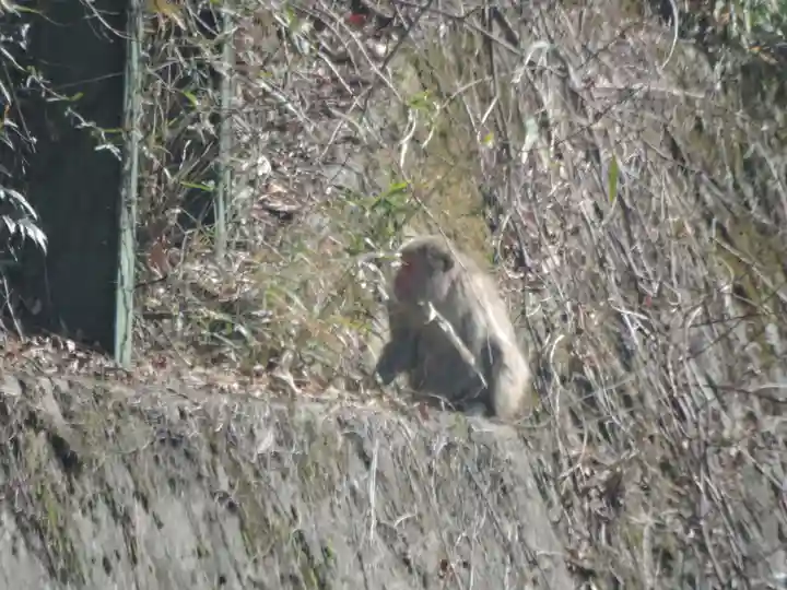 日龍峯寺(高澤観音)(美濃清水)(岐阜県)