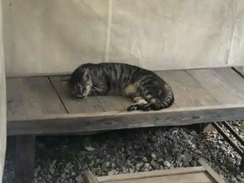 梅宮大社の動物