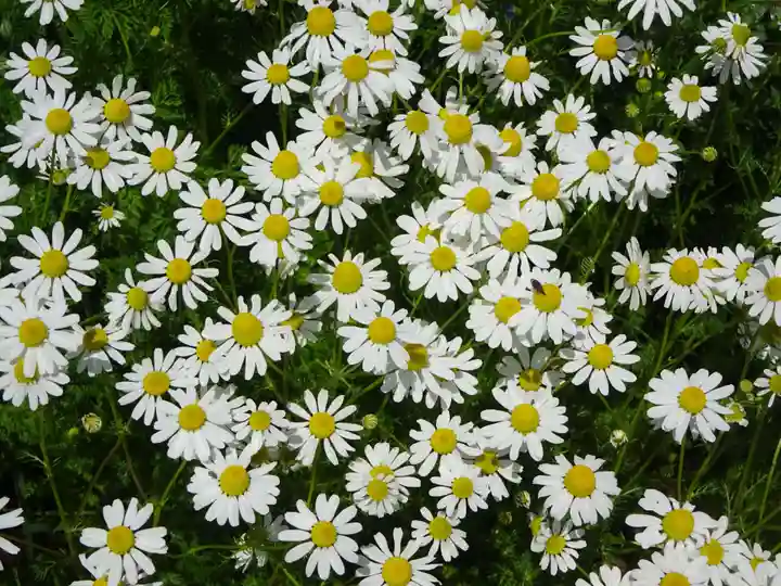 立志神社(滋賀県)