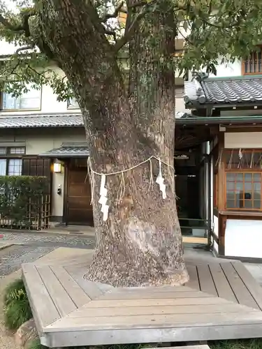 晴明神社の自然