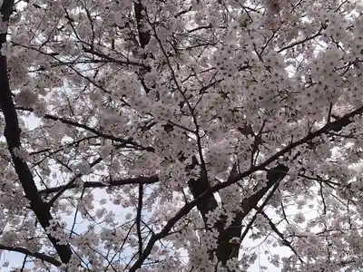 天沼熊野神社の自然