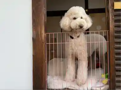 霊鑑寺門跡(京都府)