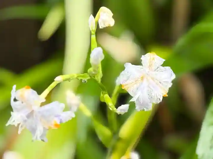 西方山極楽寺(岐阜県)